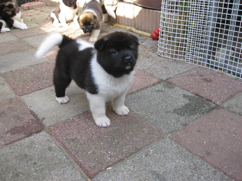 Puppies